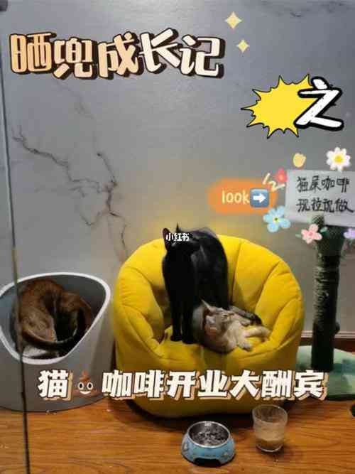 ​猫总女生创业课（完结）下载｜女性创业实战课程