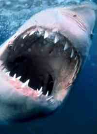 《纪录片：海洋捕食者》免费高清无广告在线播放|纪录·美国·2021