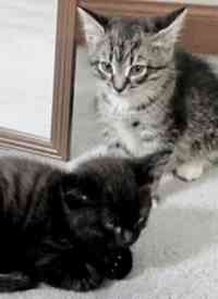 《纪录片：萌宠记》免费高清无广告在线播放|纪录·美国·2021